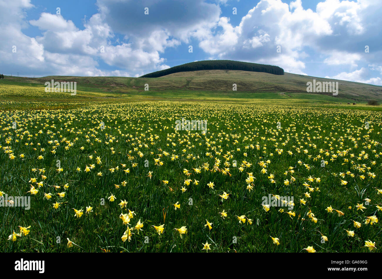 Field of daffodils in Cezallier, Auvergne, France, Europe Stock Photo