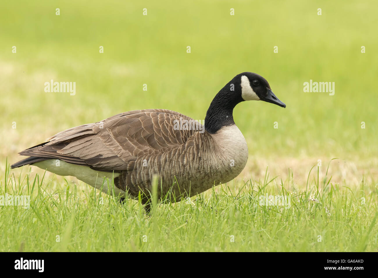 Close-up of a Canada goose (Branta canadensis) walking in a meadow Stock Photo