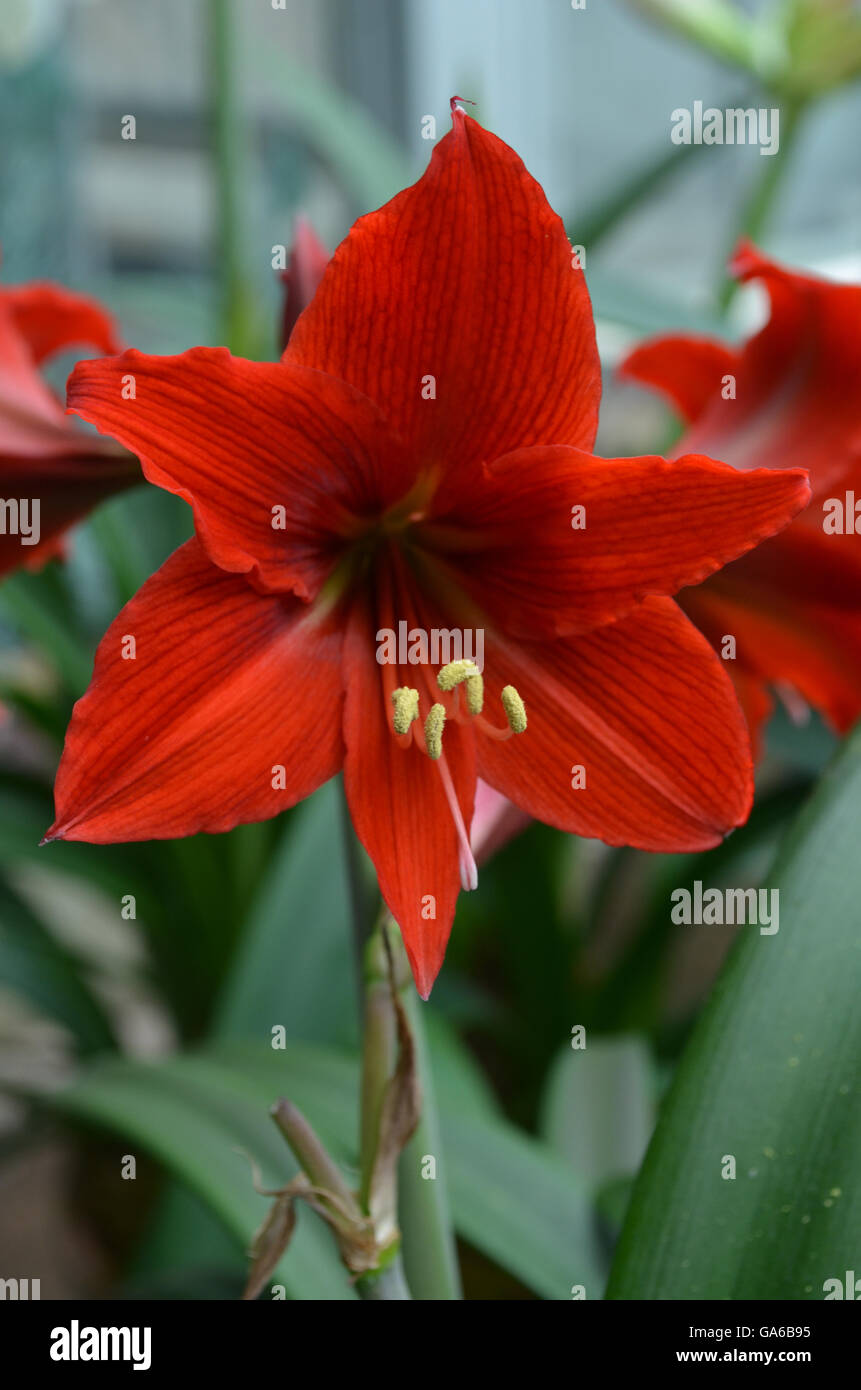 Flowering red amaryllis plant in bloom. Stock Photo