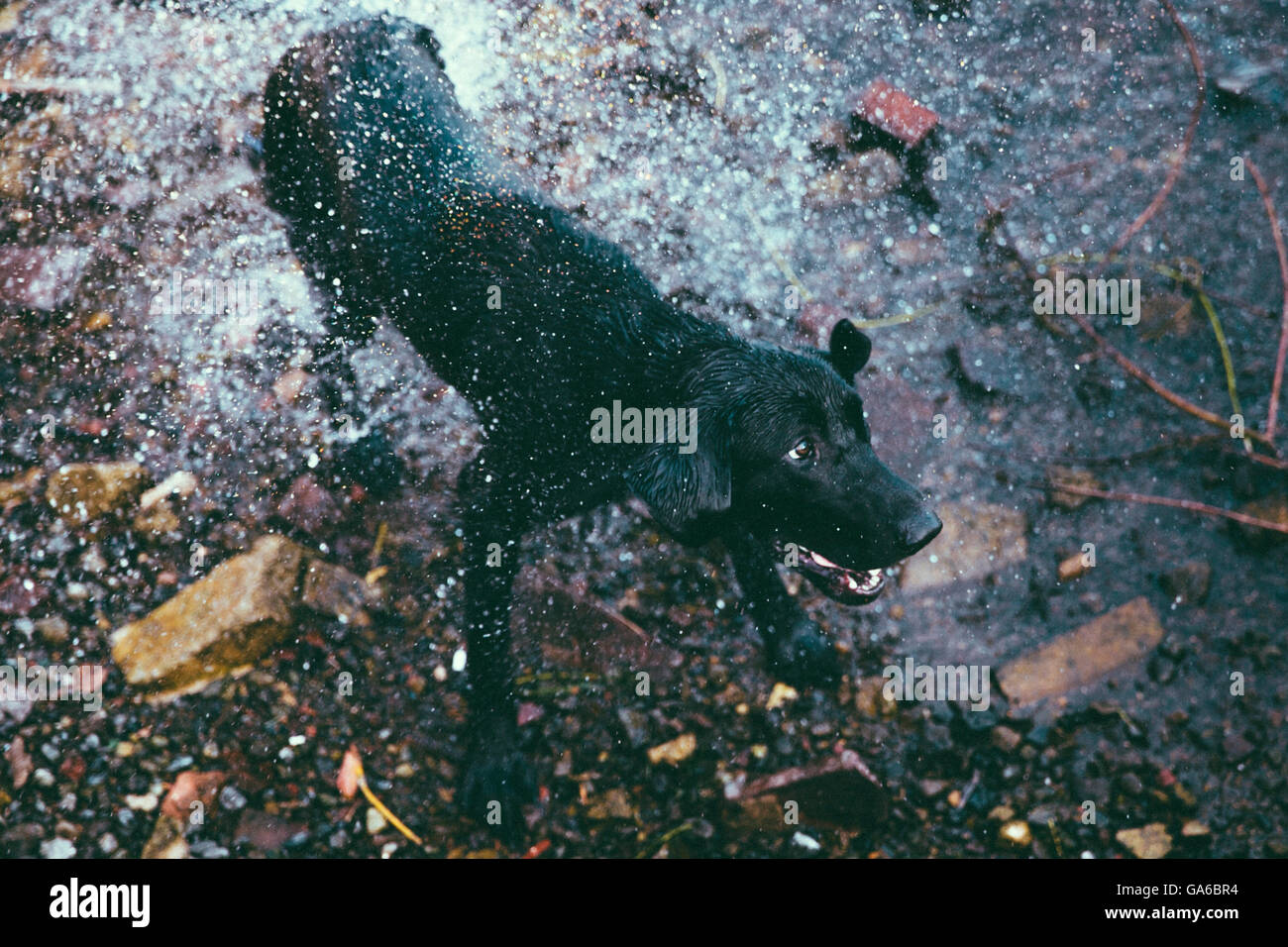 Black lab shaking off water hires stock photography and images Alamy