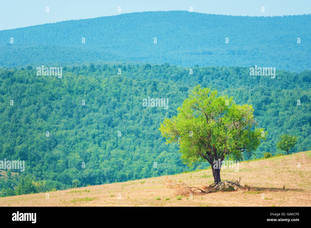 Tree on top of the hill hi-res stock photography and images - Alamy