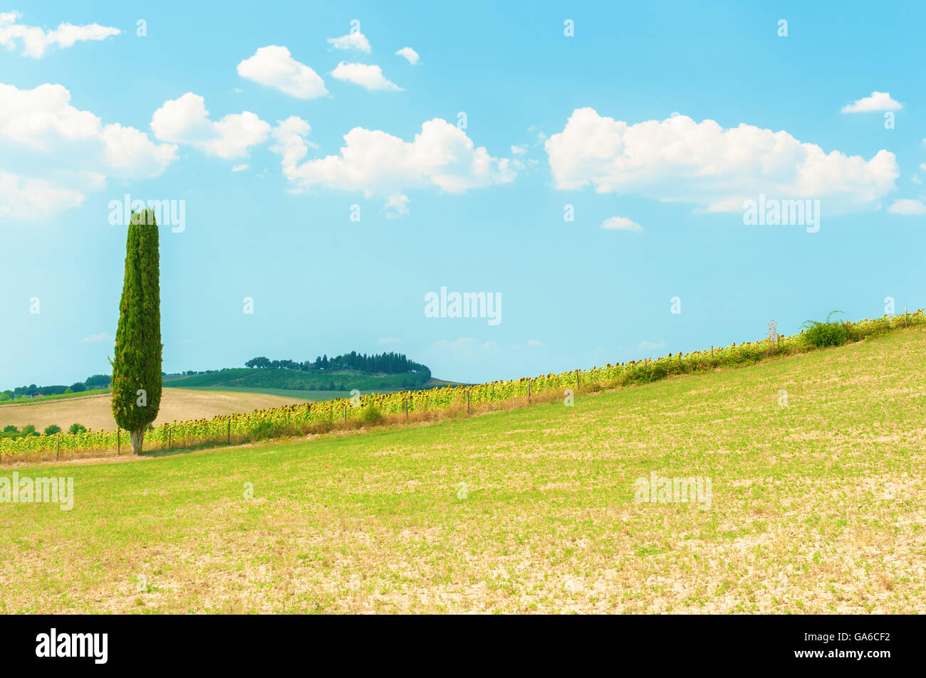 Cypress tree on the hillside, Tuscany italy. Stock Photo