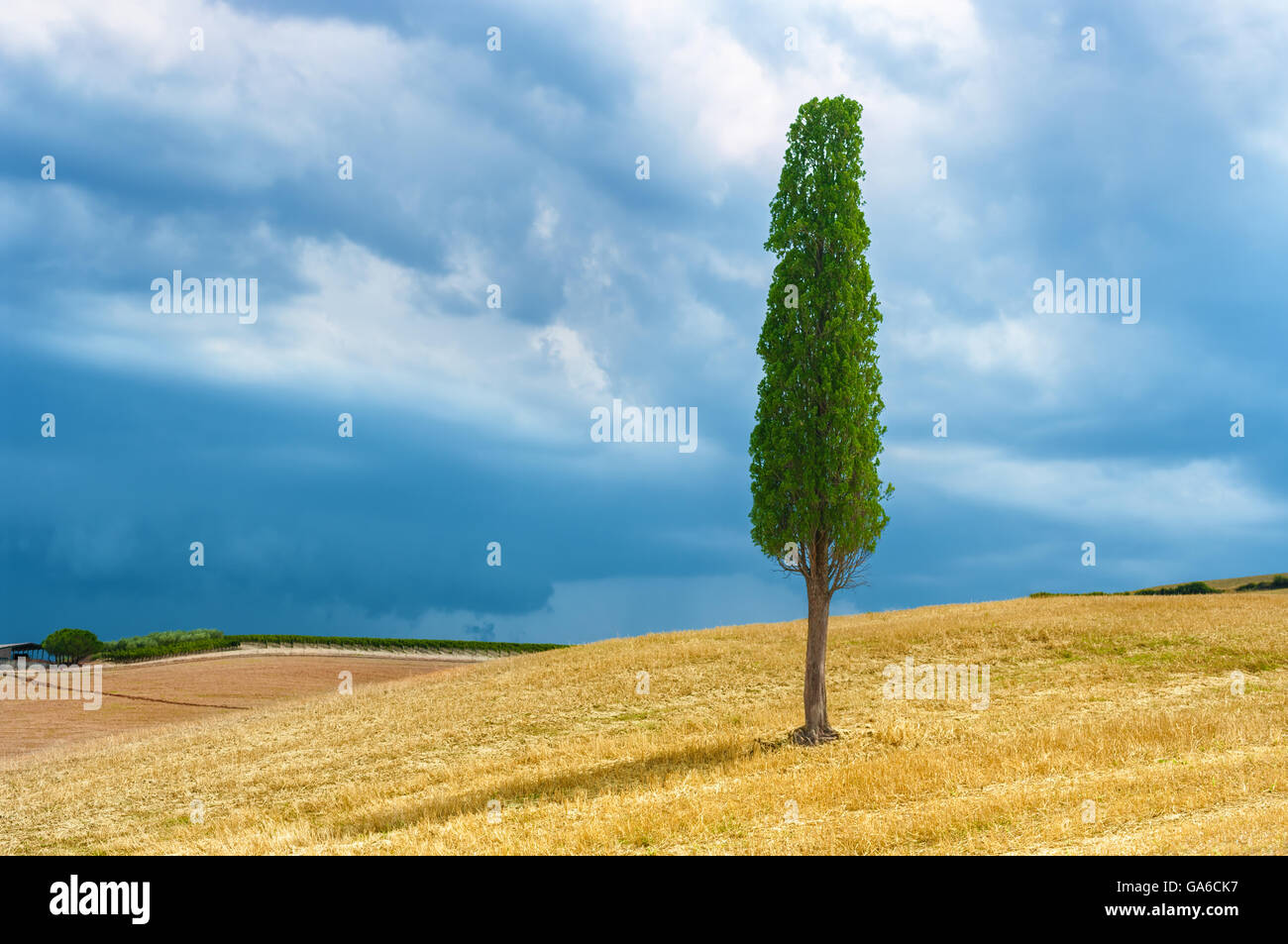 Lonely cypress tree on top of the hill , Tuscany Italy. Stock Photo
