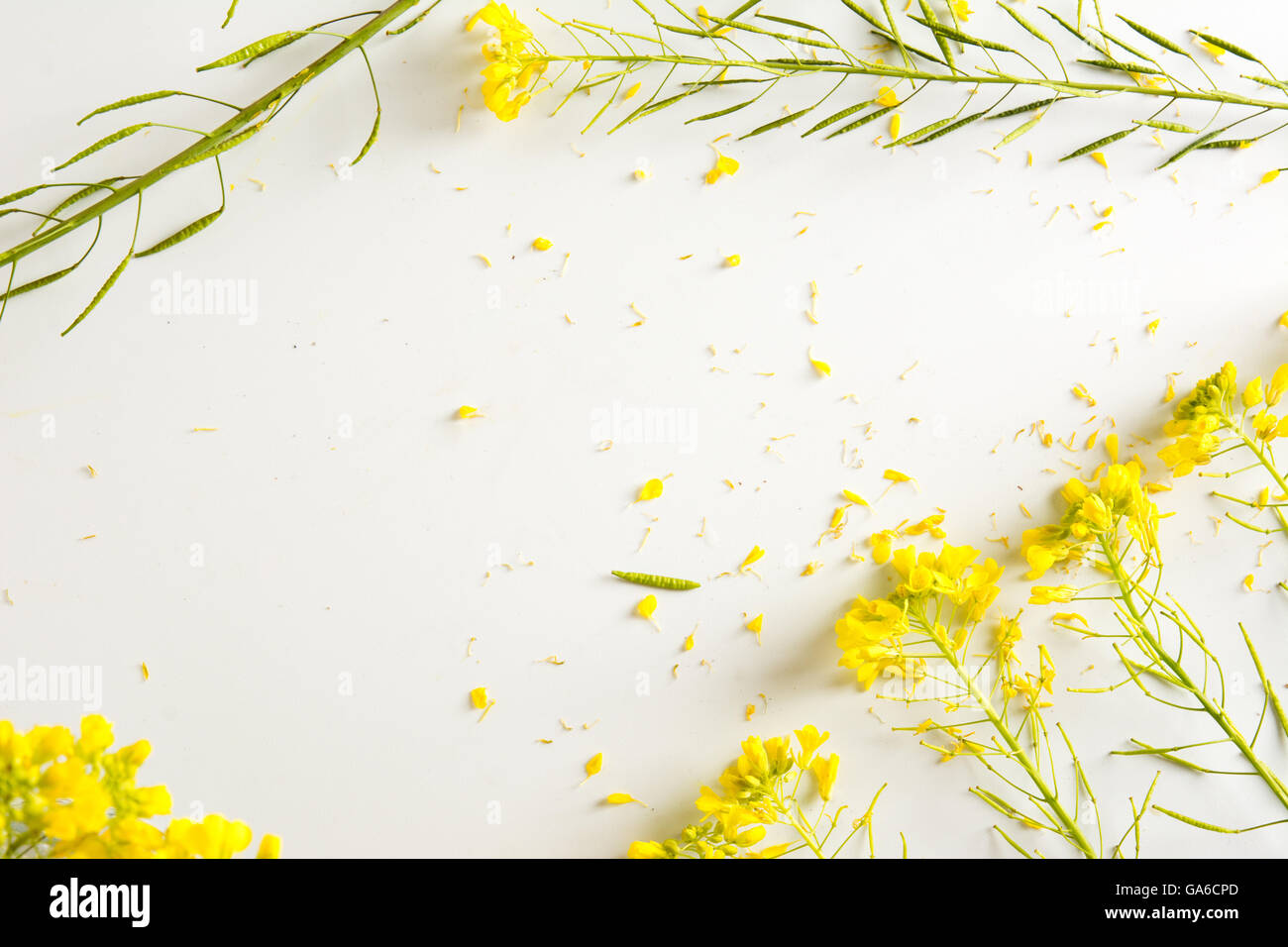 florist, worktable with wild yellow flowers, on white table Stock Photo