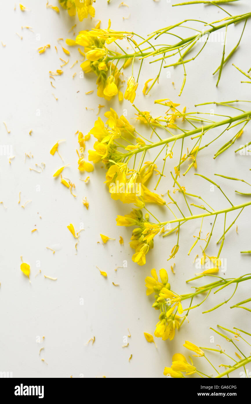florist, worktable with wild yellow flowers, on white table Stock Photo
