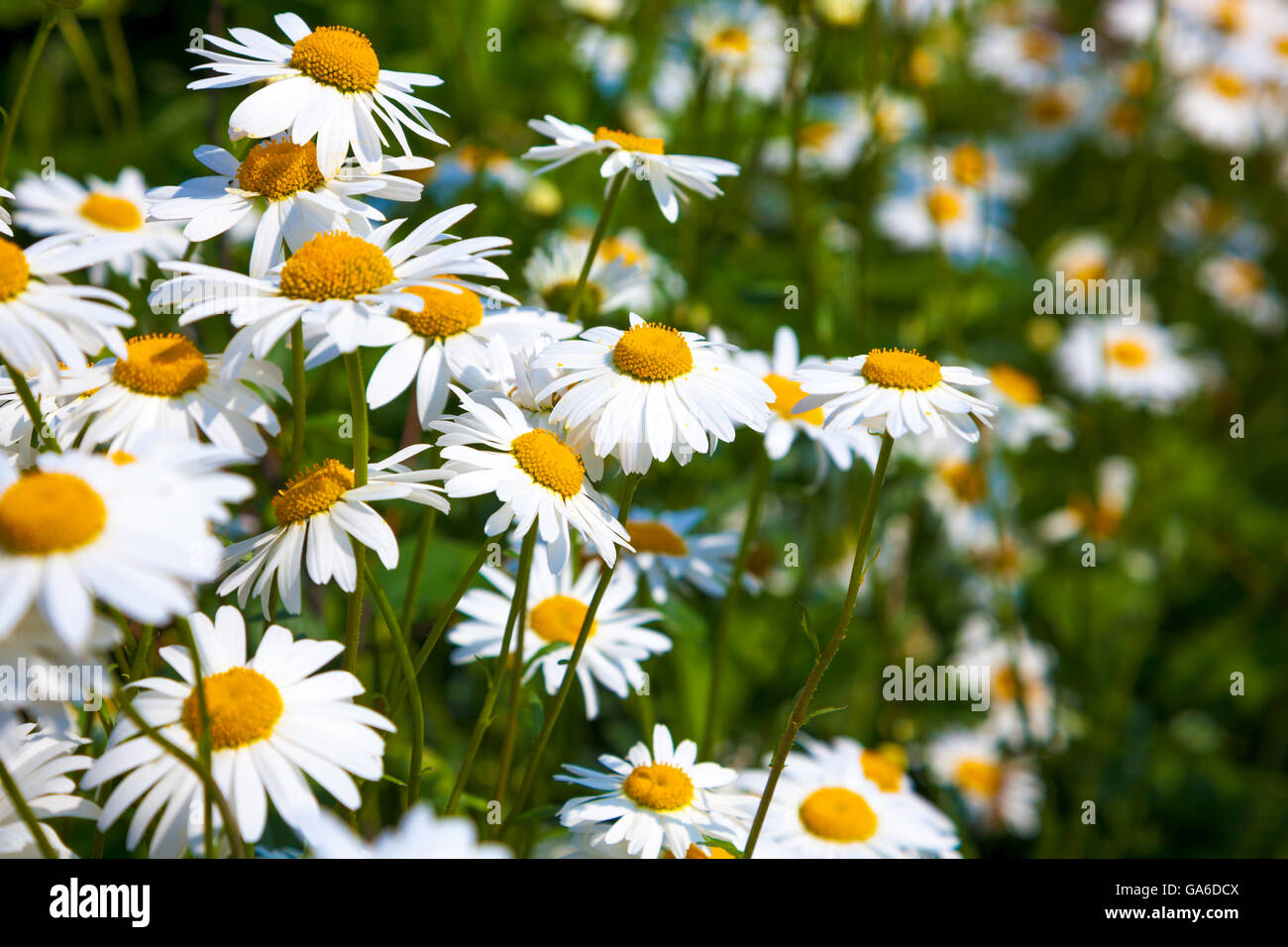 A field of daisies in the summer sun Stock Photo Alamy