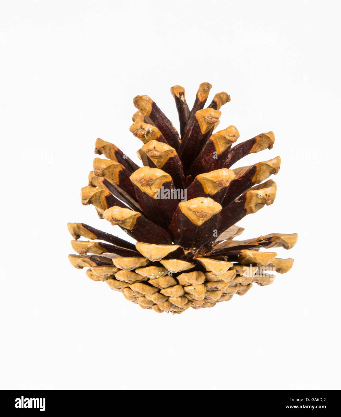 A pine cone on a white background Stock Photo