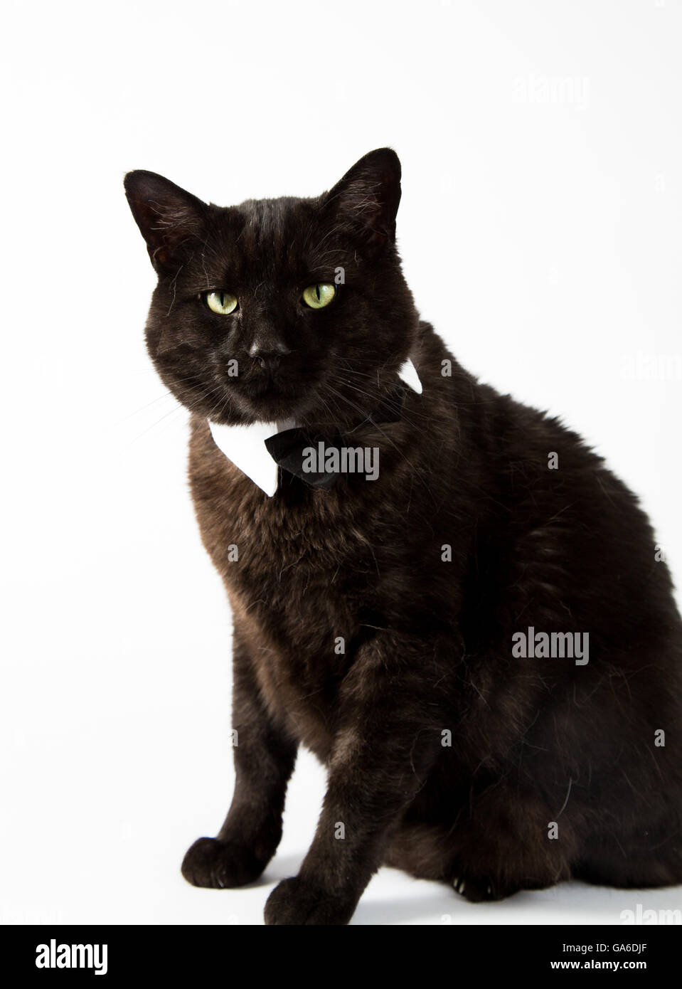 A black cat in a tuxedo collar on a white bachground Stock Photo - Alamy