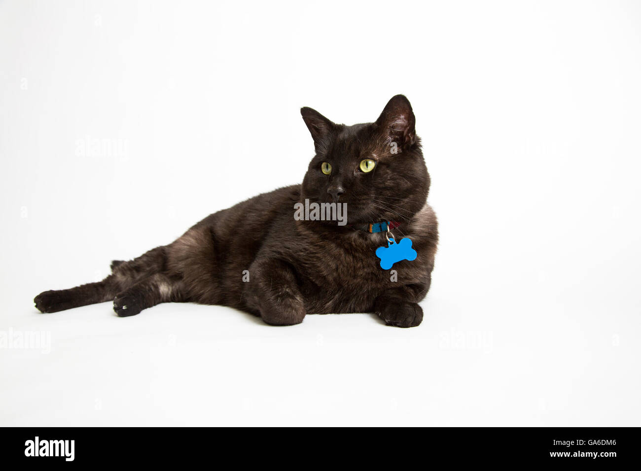 A black cat on a white background Stock Photo
