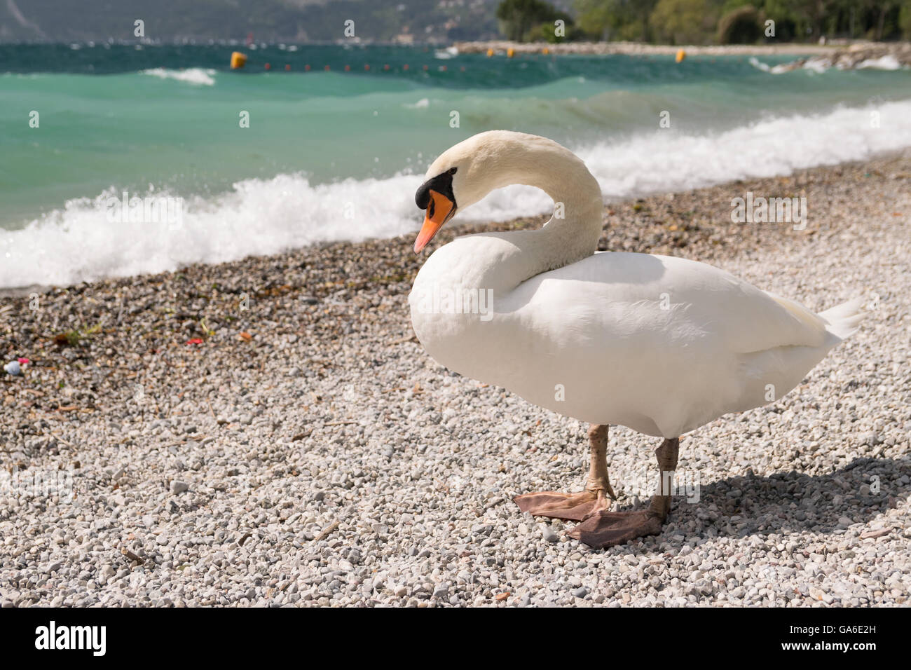 Swan on the stony shore of the lake. Stock Photo