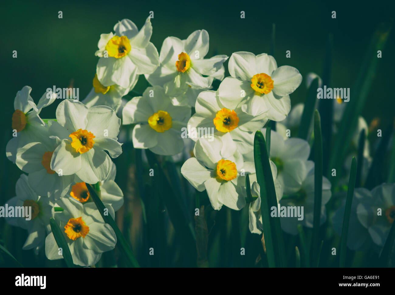 A cluster of daffodils in the Springtime. Stock Photo