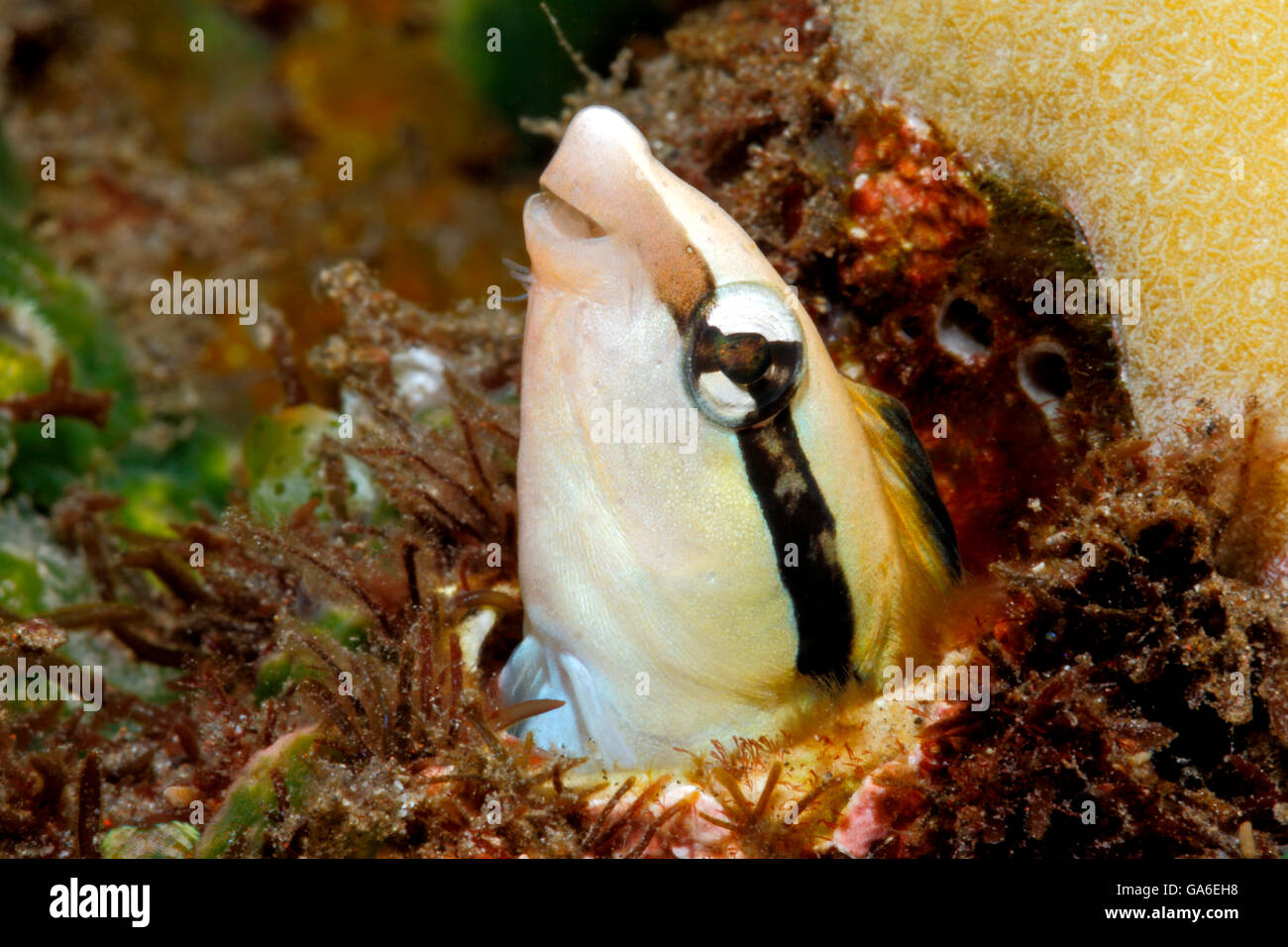 Lance Blenny, also known a Slender Sabretooth Blenny, Aspidontus dussumieri, peering out of a hole in coral. Stock Photo