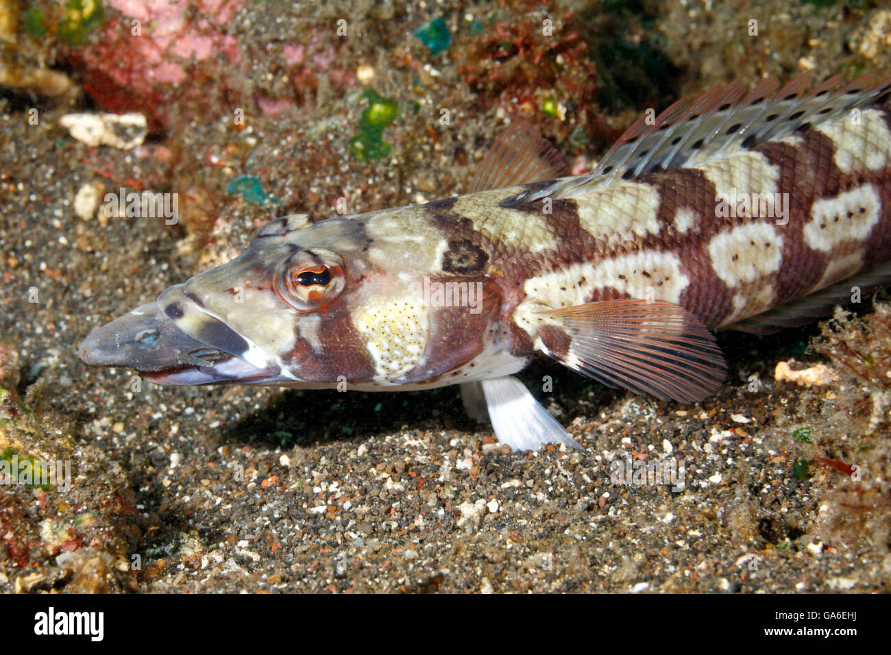 Reticulated Sandperch, Parapercis tetracantha. Also known as Black Banded Seaperch. It has caught a small leatherjacket which can be seen in its mouth Stock Photo