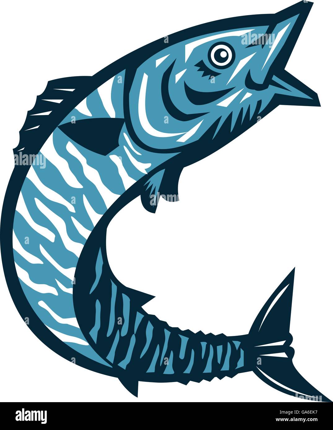 Illustration of a wahoo , Acanthocybium solandri, a scombrid fish jumping up viewed from the side set on isolated white background done in retro style. Stock Vector