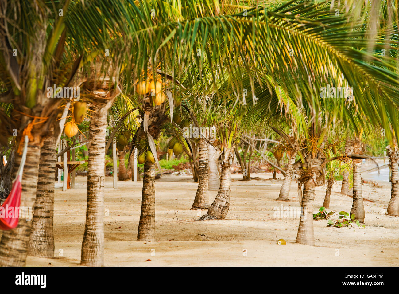 Coconut trees on a beach in Belize Stock Photo