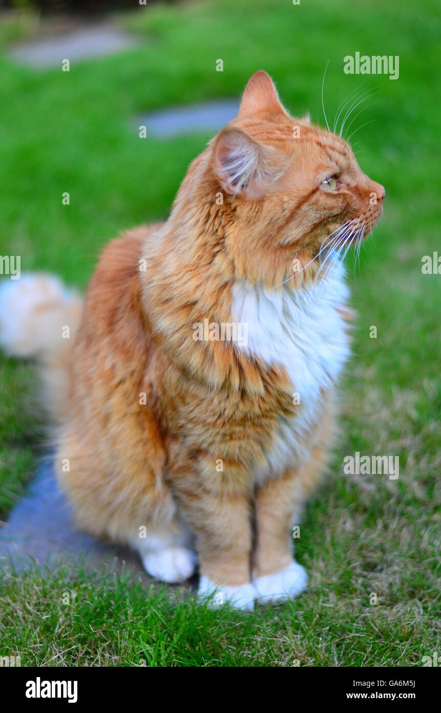 Long Haired Ginger White Cat High Resolution Stock Photography and