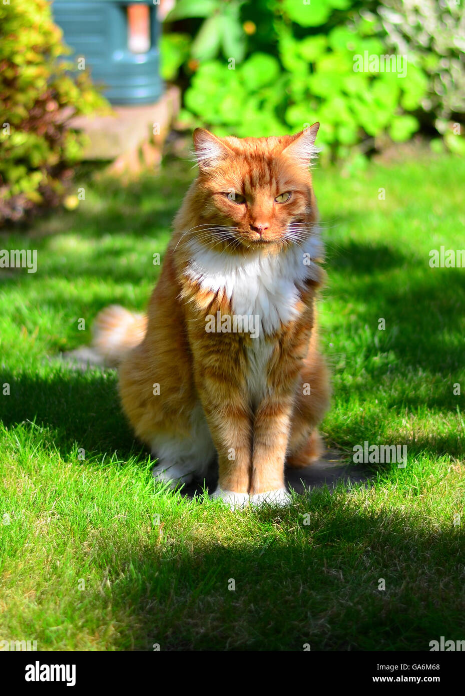 Long haired ginger white cat hires stock photography and images Alamy