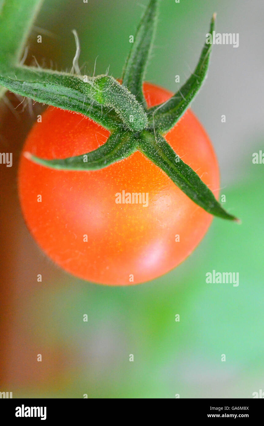 Tomato growing on a vine Stock Photo Alamy