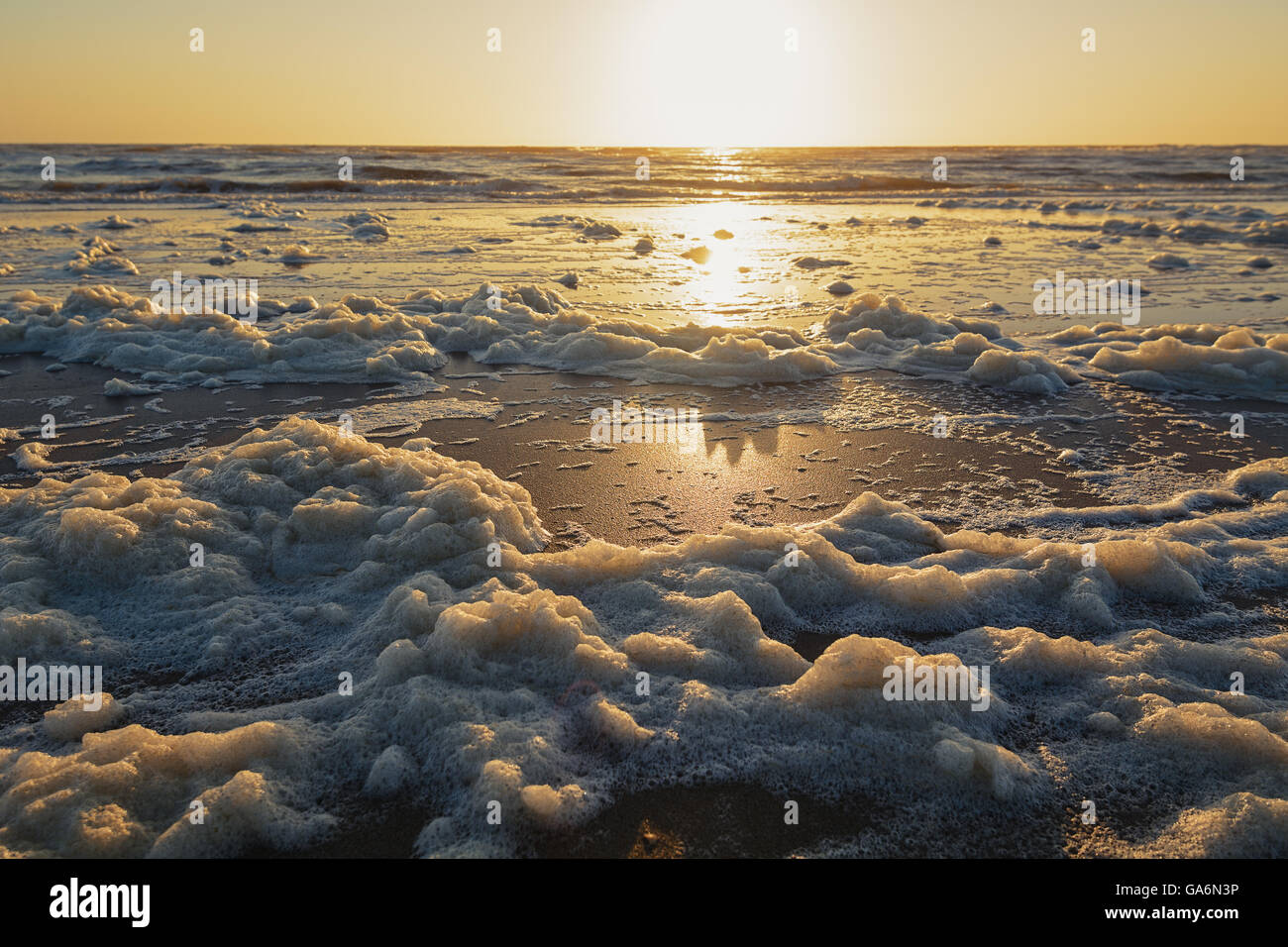 Sea foam during sunset on the shores of the North Sea Stock Photo - Alamy
