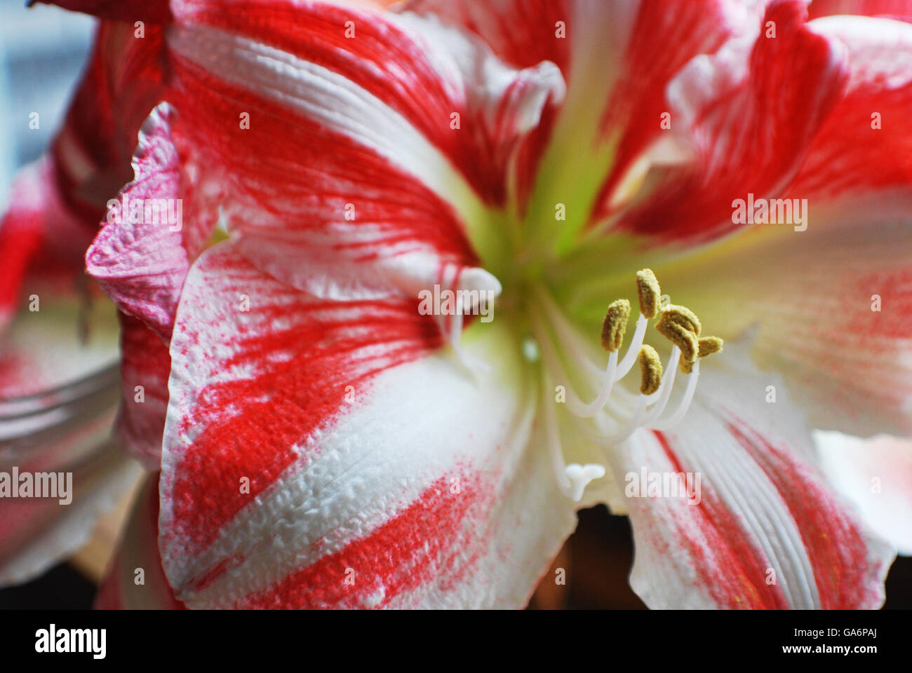 Candy cane amaryllis hires stock photography and images Alamy