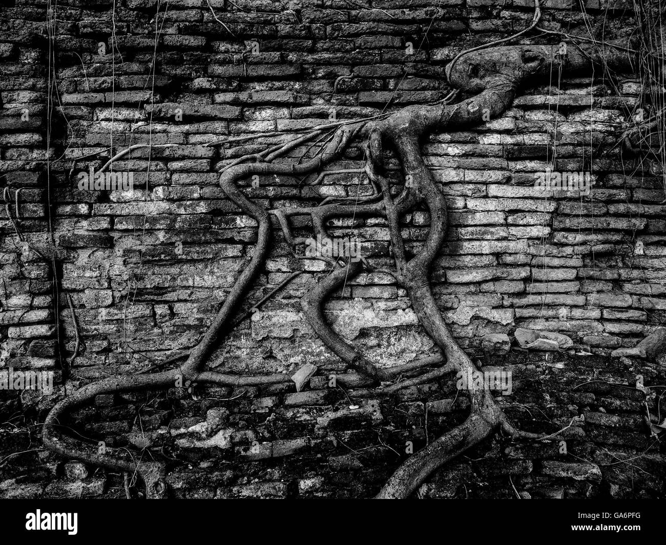 Tree root in wall at Wat Mahathat Ayutthaya Thailand Stock Photo