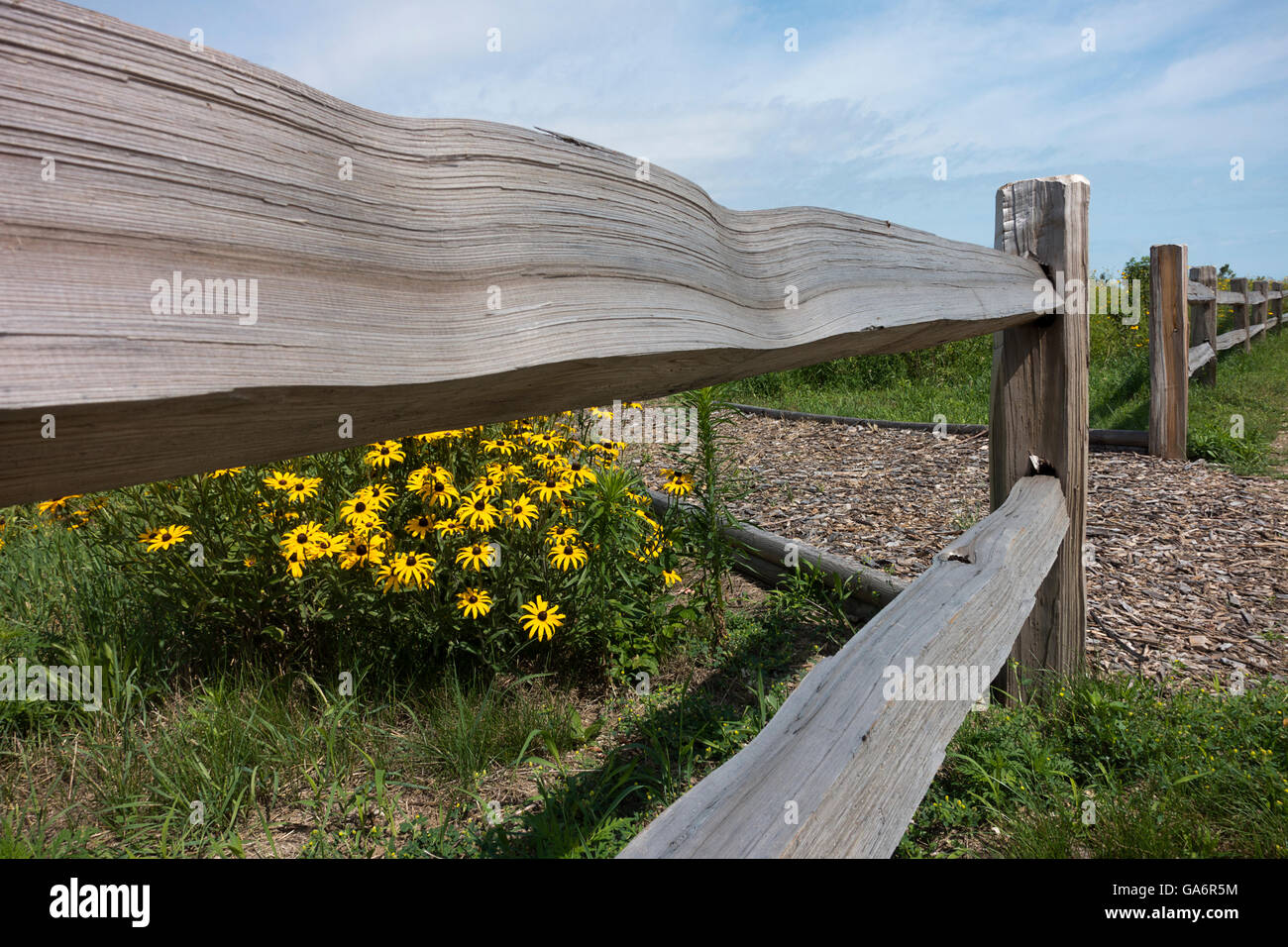 Wild Black Eyed Susan surrounded by wooden fence Stock Photo