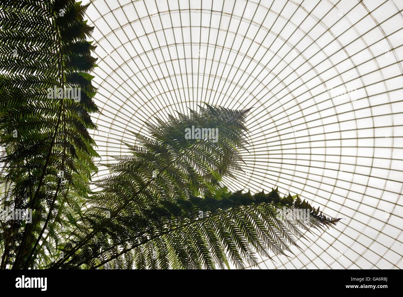 Large fern foliage showing against the Kibble Palace glass roof Stock Photo