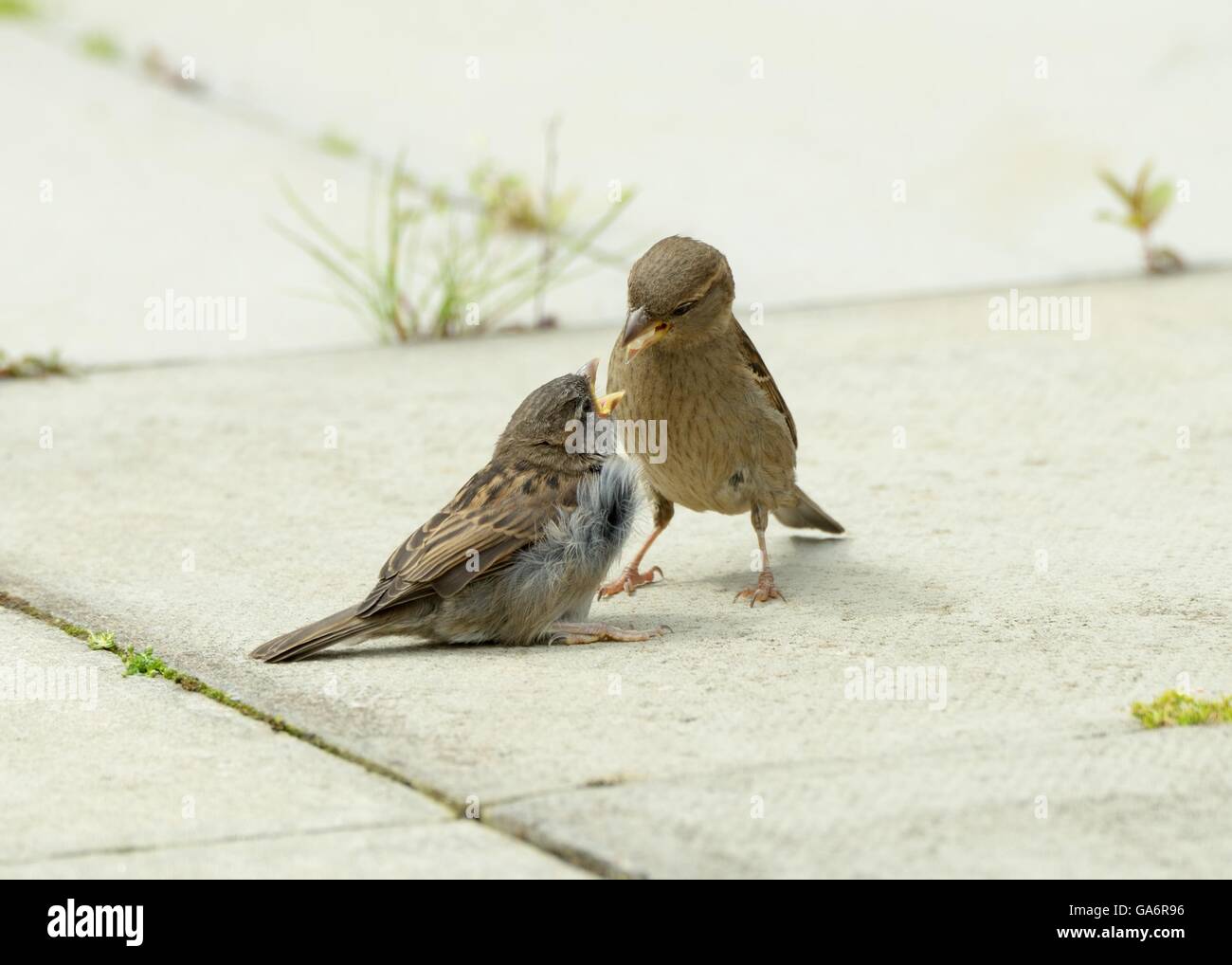Female house sparrow (Passer domesticus) feeding juvenile bird Stock Photo
