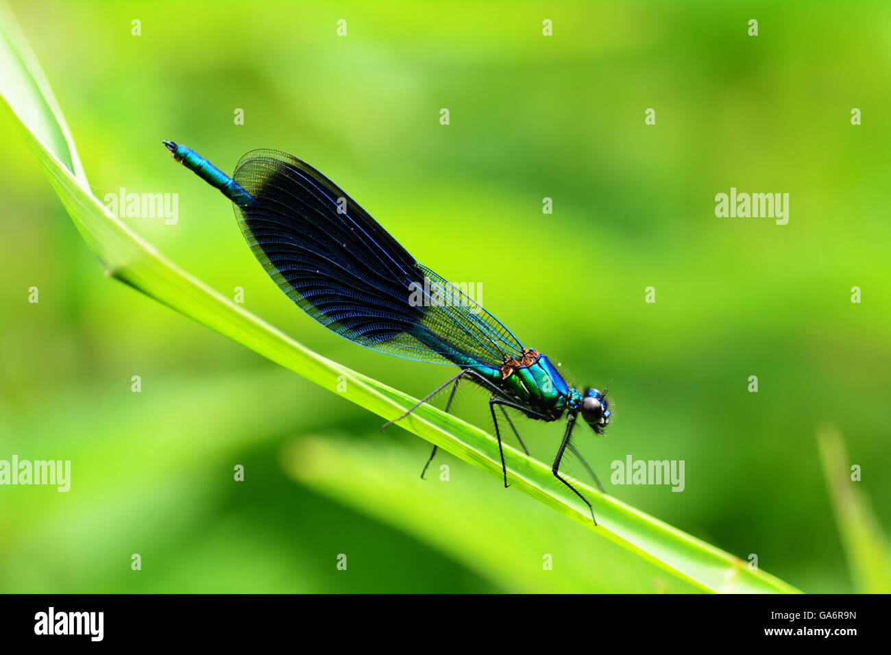 Blue dragonfly on grass leaf Stock Photo - Alamy