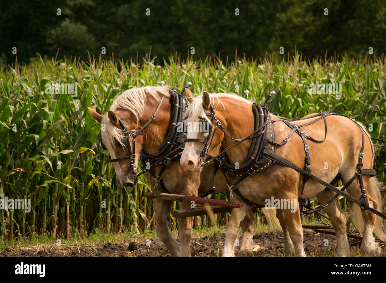 Rustic farming equipment hi-res stock photography and images - Alamy