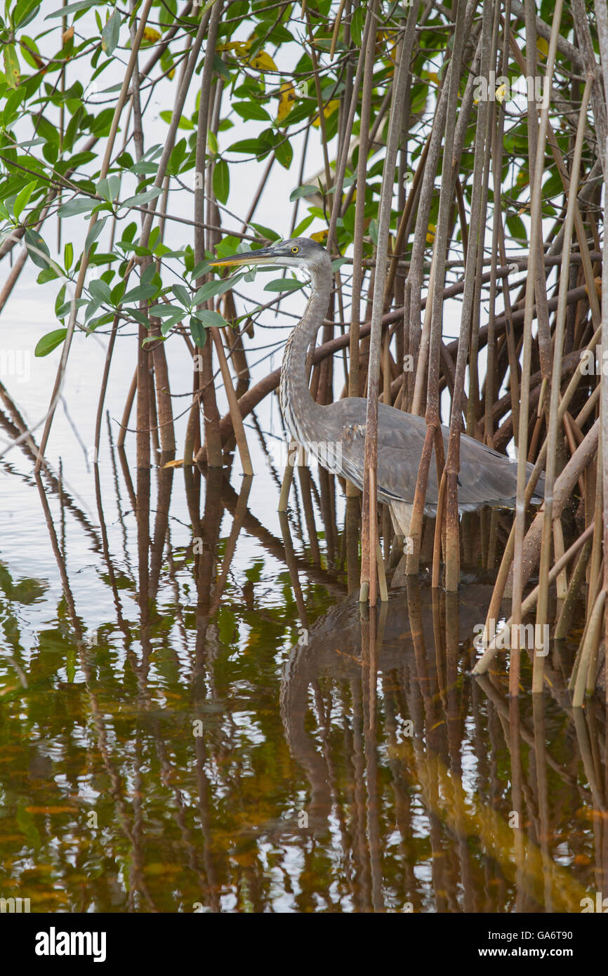 Heron camouflaged among mangroves in Playa Larga, Matanzas, Cuba Stock Photo