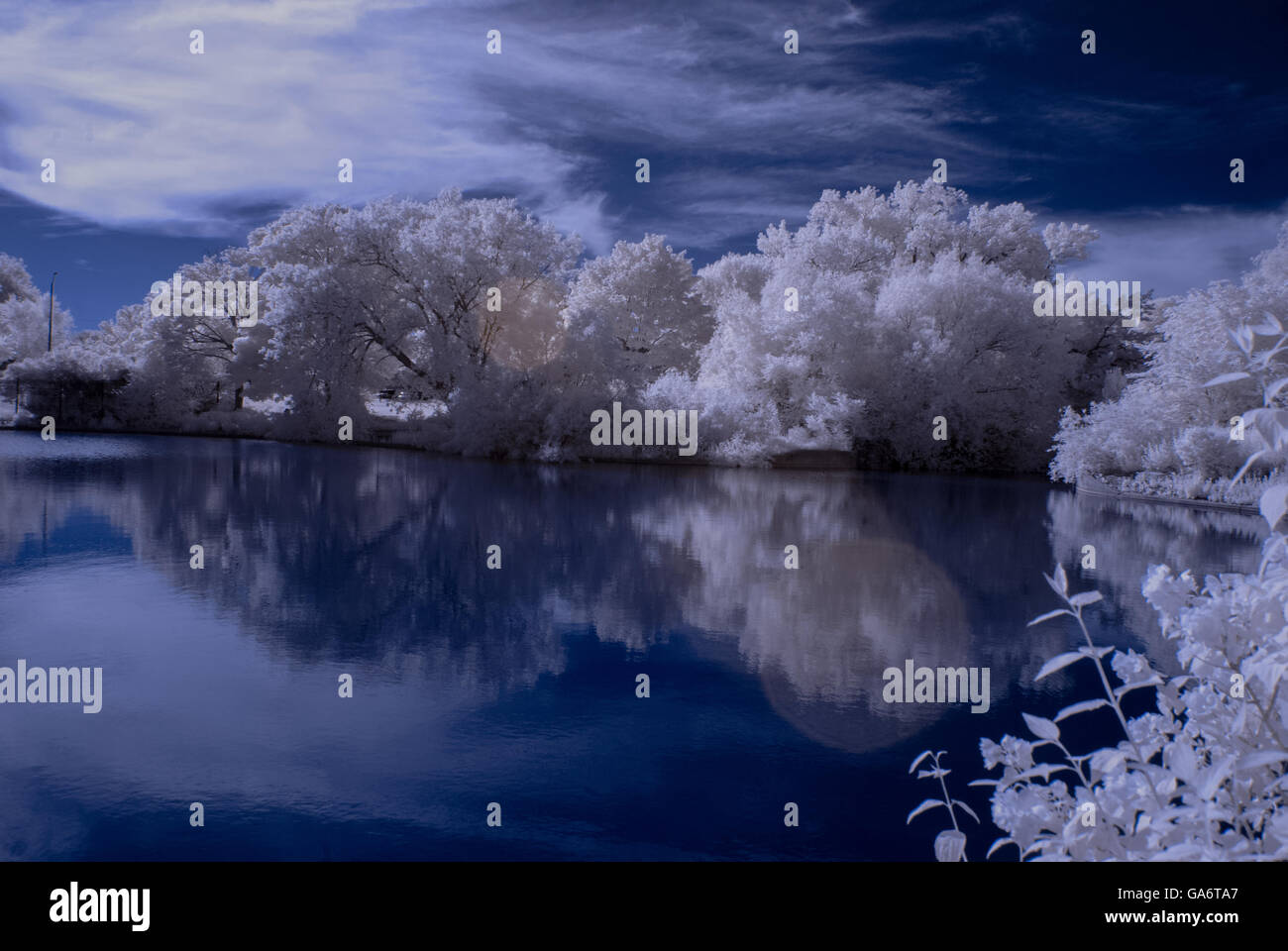 Infra red photo of a pond  / trees Stock Photo
