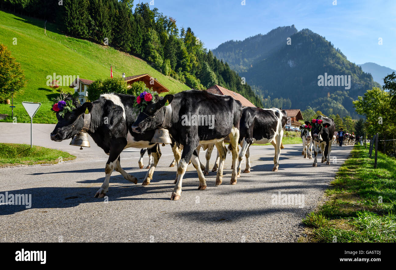 Charmey, Fribourg, Switzerland - SEPTEMBER 26 2015 : Farmers with a herd of  cows on the annual transhumance at Charmey Gruyeres Stock Photo - Alamy