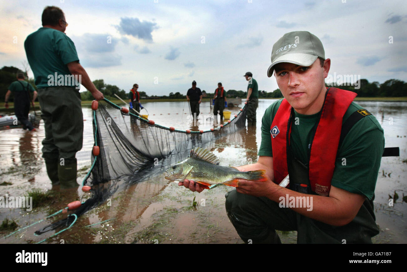 Ed Matthews, from the Environment Agency, holds a perch from the river Teme, one of hundreds of fish rescued from a flooded field adjacent to the river and site of the Battle of Worcester near Powick, Worcester. Stock Photo