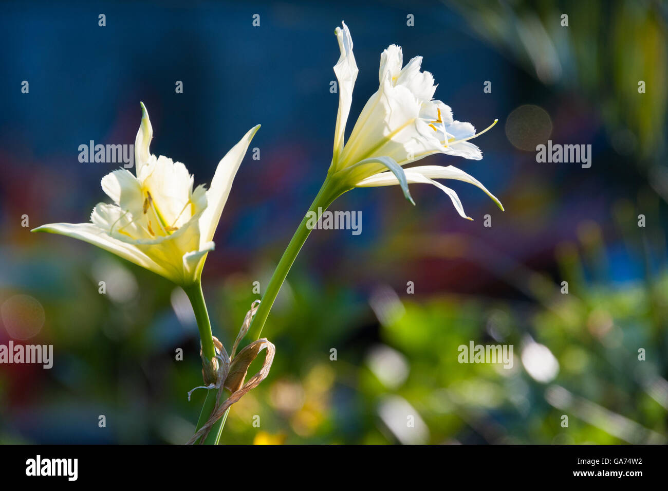 Sunlit white lilies glow with the backlighting of the setting sun in a colorful garden in Atlanta, Georgia, USA. Stock Photo