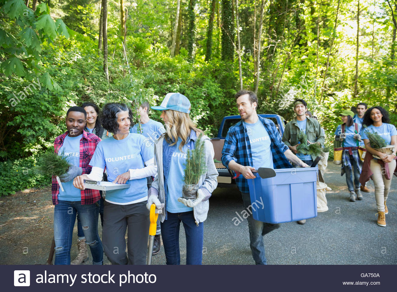 Tree planting volunteers in woods Stock Photo