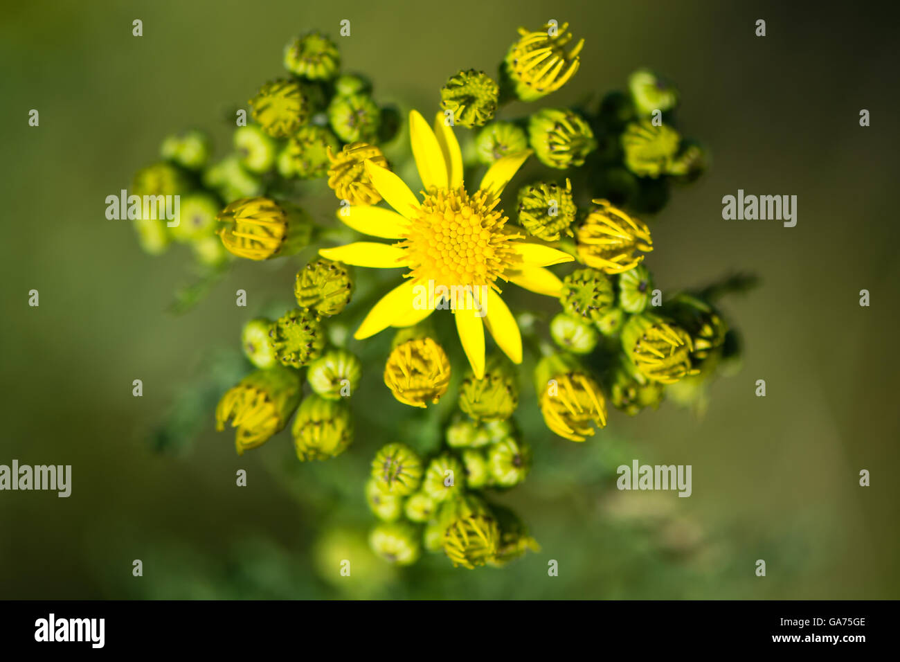 Common ragwort (Senecio jacobaea) in flower. Yellow flowered plant in