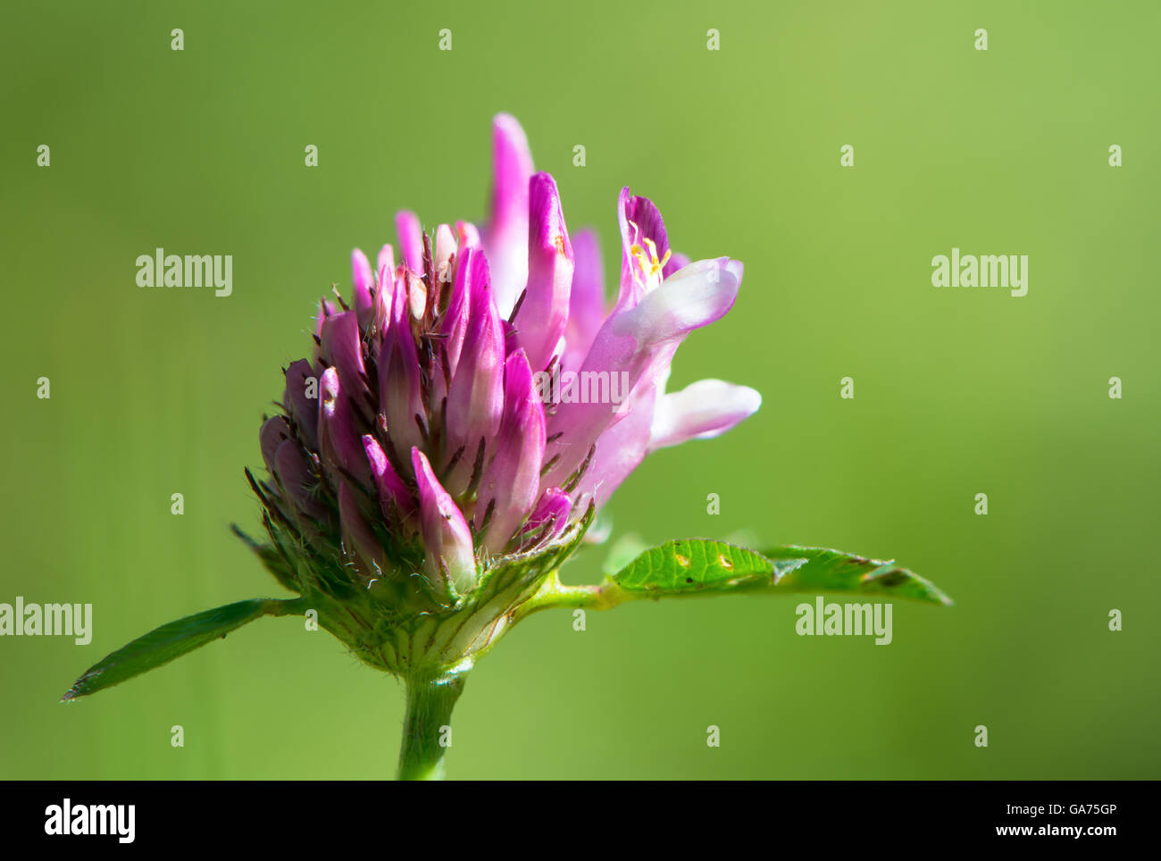 Red clover (Trifolium pratense) flower. Pink flower of legume, showing individual flowers forming inflorescence Stock Photo