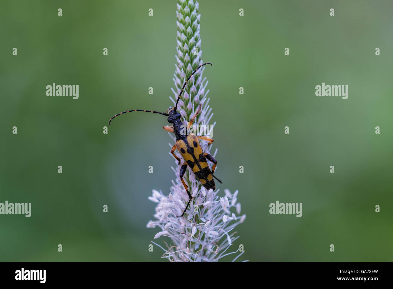 Spotted Longhorn beetle (Strangalia maculata) Stock Photo