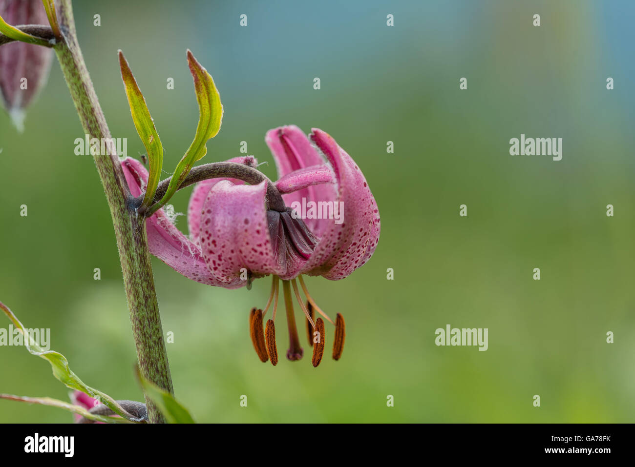 Turk's-cap lily (Lilium martagon) Stock Photo