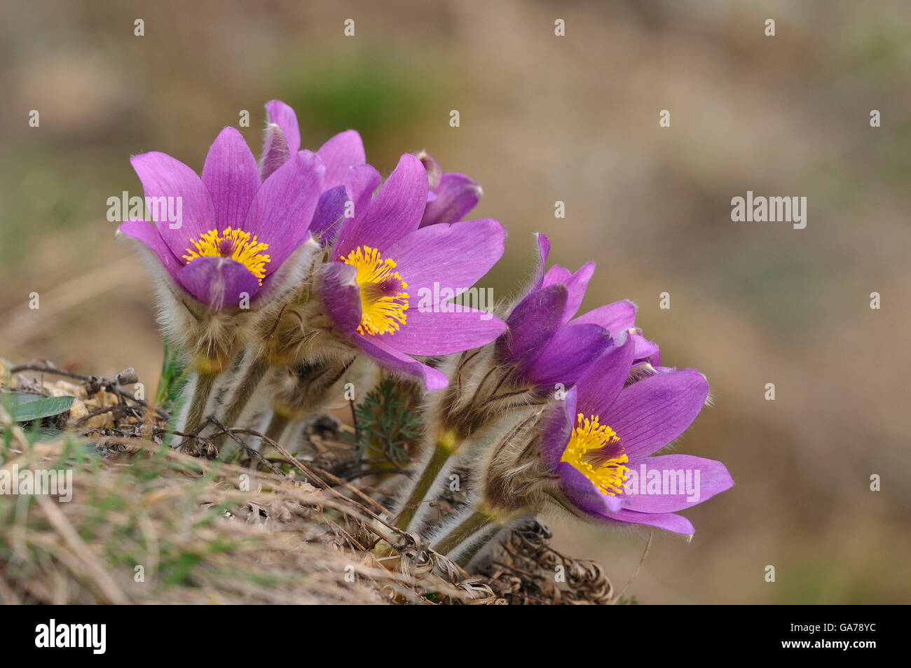 Kuhschelle, gew. (Pusatilla vulgaris) Pasque Flower Stock Photo