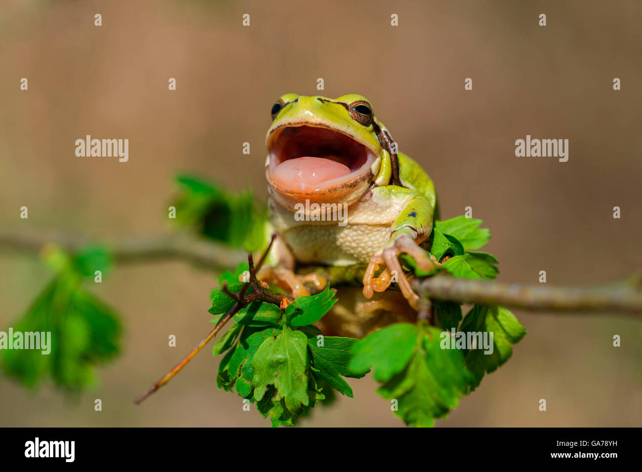 Laubfrosch europ. (Hyla arborea) Common Tree Frog Stock Photo Alamy