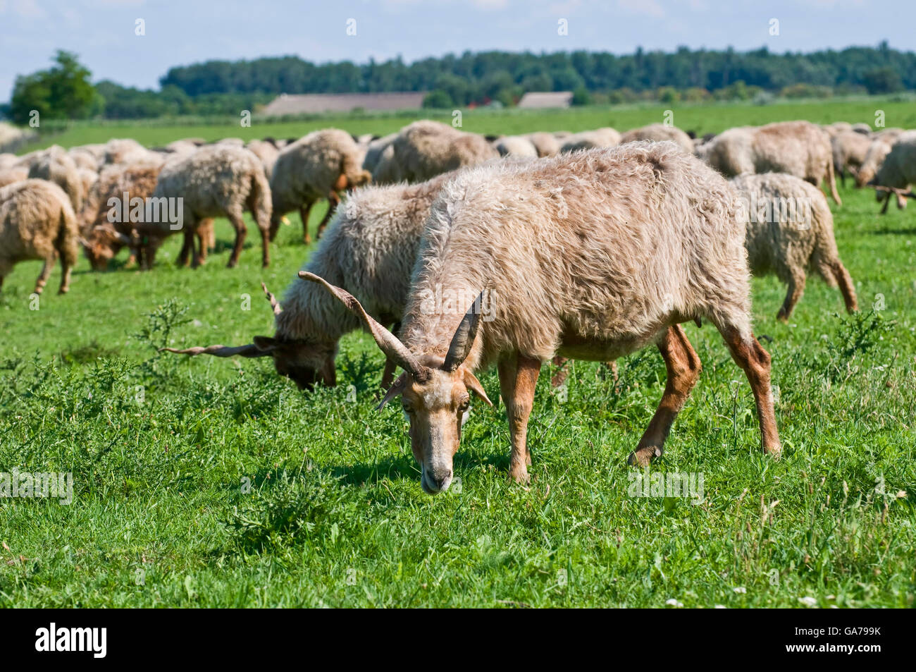 Racka Sheep Stock Photo