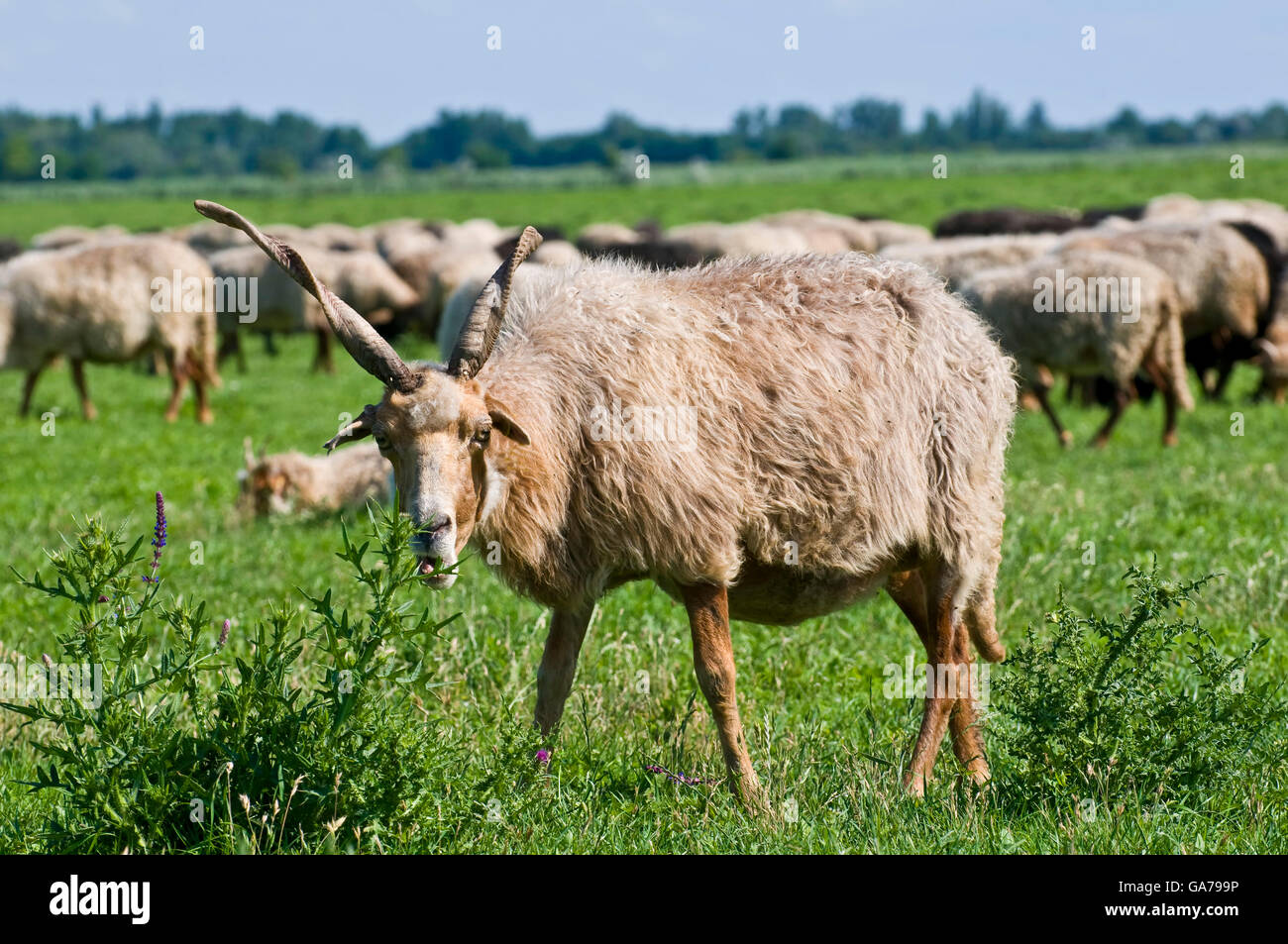 Racka Sheep Stock Photo