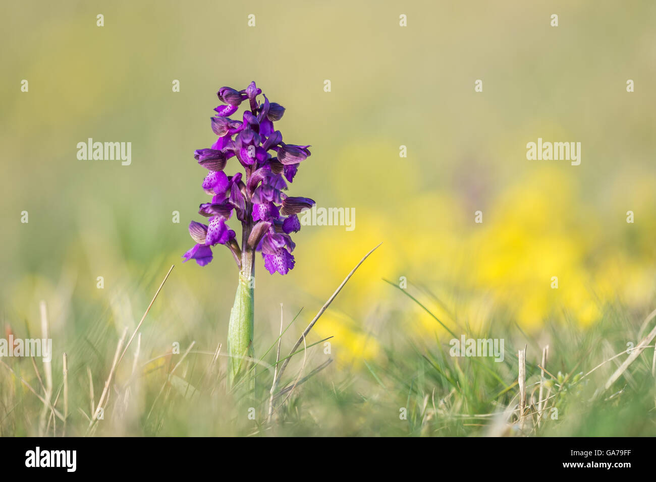 Green-winged Orchid (Orchis morio) Stock Photo