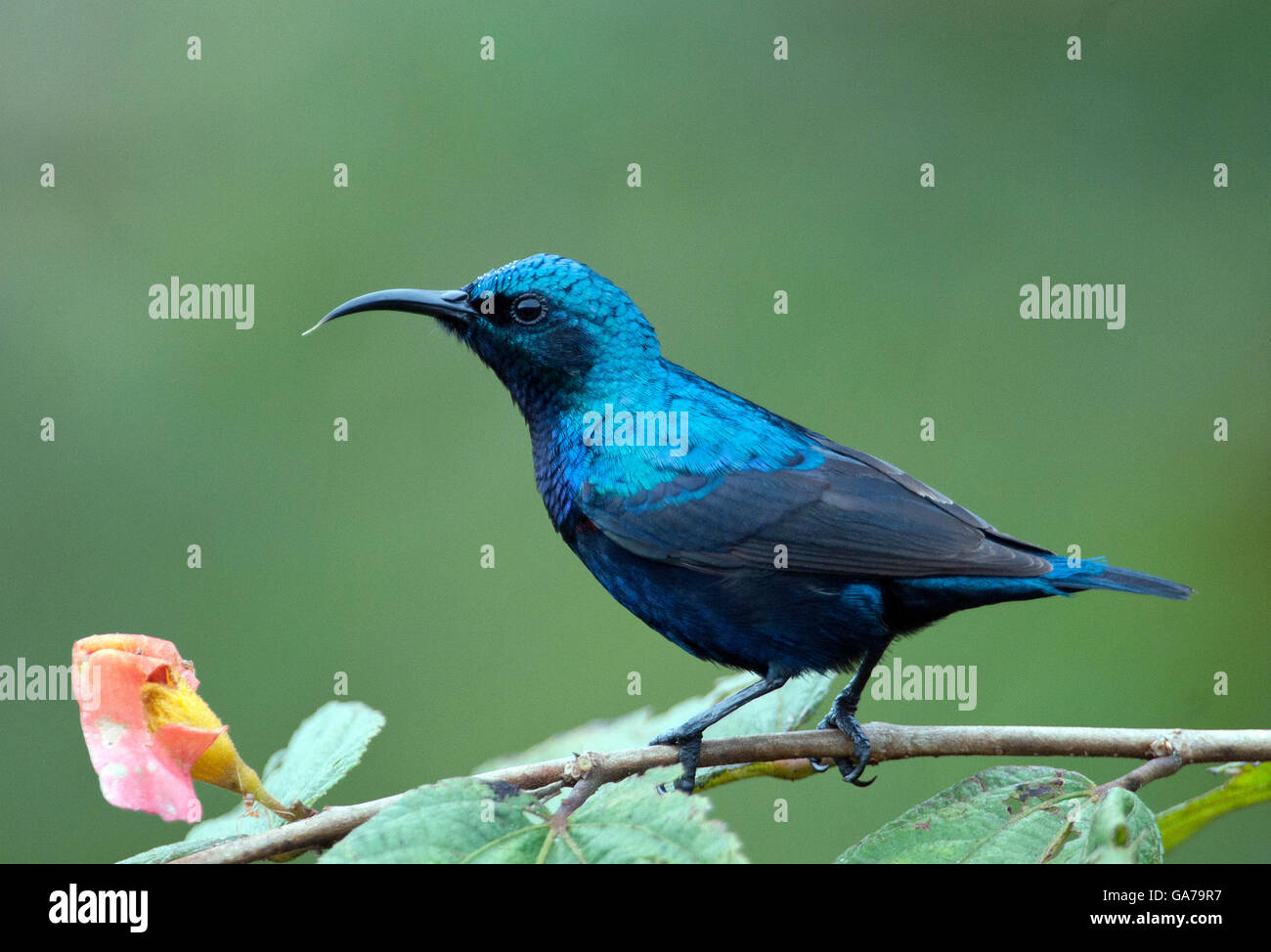 The image of Purple Sunbird ( Cinnyris asiaticus ) was taken in kerala India Stock Photo