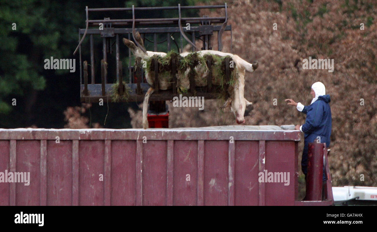 Foot and Mouth outbreak. A dead cow is moved into a lorry in Normandy, Surrey, during the foot and mouth outbreak. Stock Photo