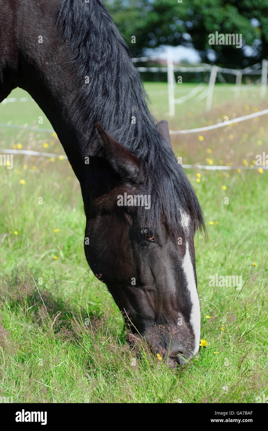 A black and white horse grazing in a paddock in summer Stock Photo
