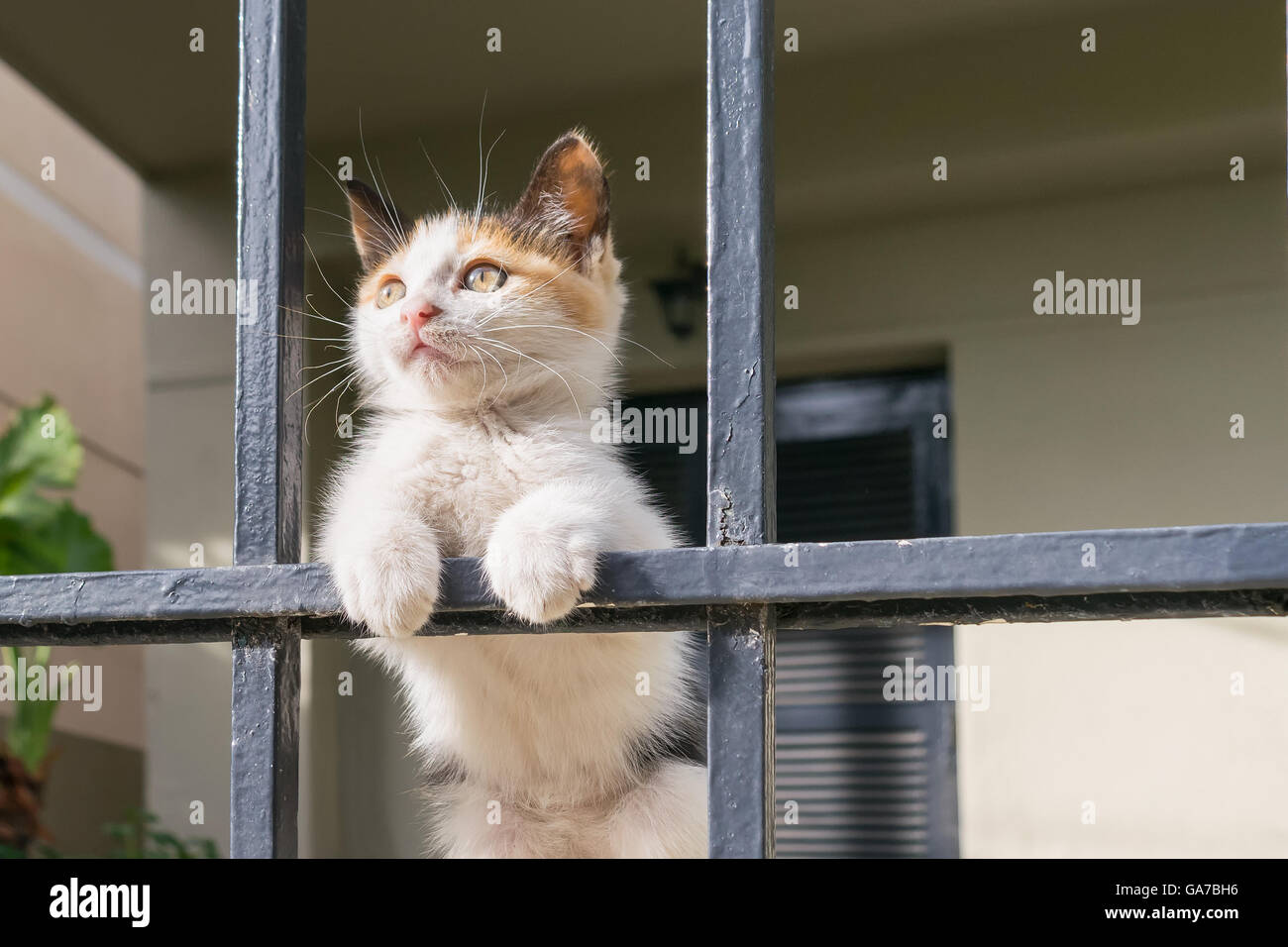 Portrait of a cute cat puppy on the back yard. Stock Photo