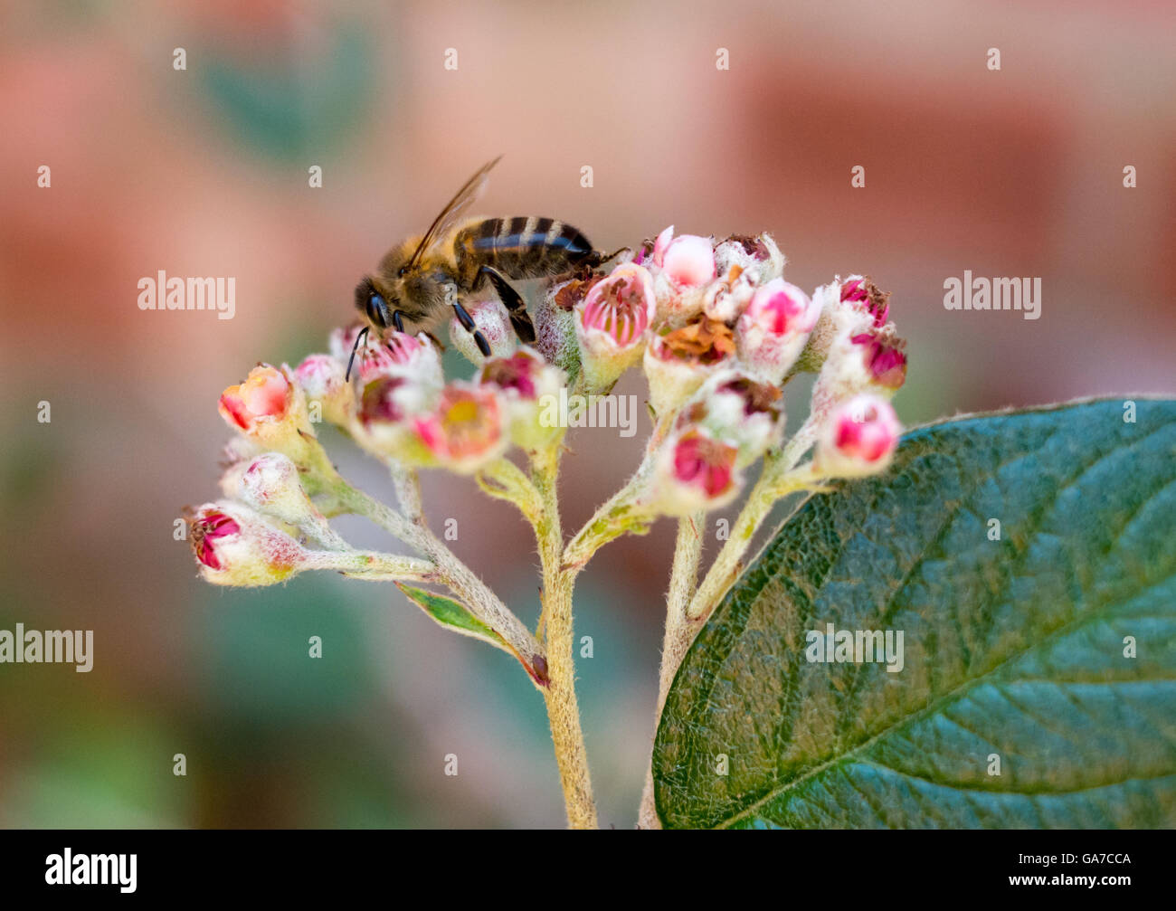 A worker bee collecting from a Cotoneaster flower head. Stock Photo